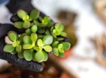 Close-up of female hands about to divide succulents on a blurred background. She is holding a Jade Plant in her hand. It is a popular succulent that features thick, fleshy, oval-shaped leaves that are glossy and vibrant green, tinged with red along the edges.