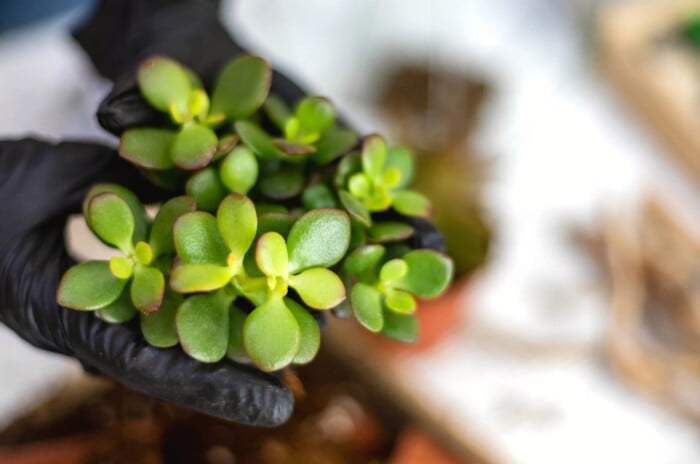 Close-up of female hands about to divide succulents on a blurred background. She is holding a Jade Plant in her hand. It is a popular succulent that features thick, fleshy, oval-shaped leaves that are glossy and vibrant green, tinged with red along the edges.