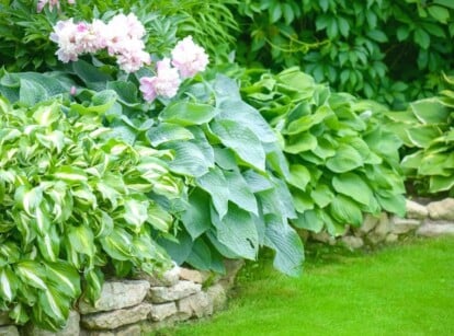 Do Hostas Need Partial to Full Shade