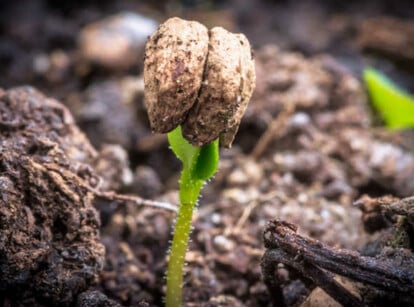 Do seeds need light to germinate