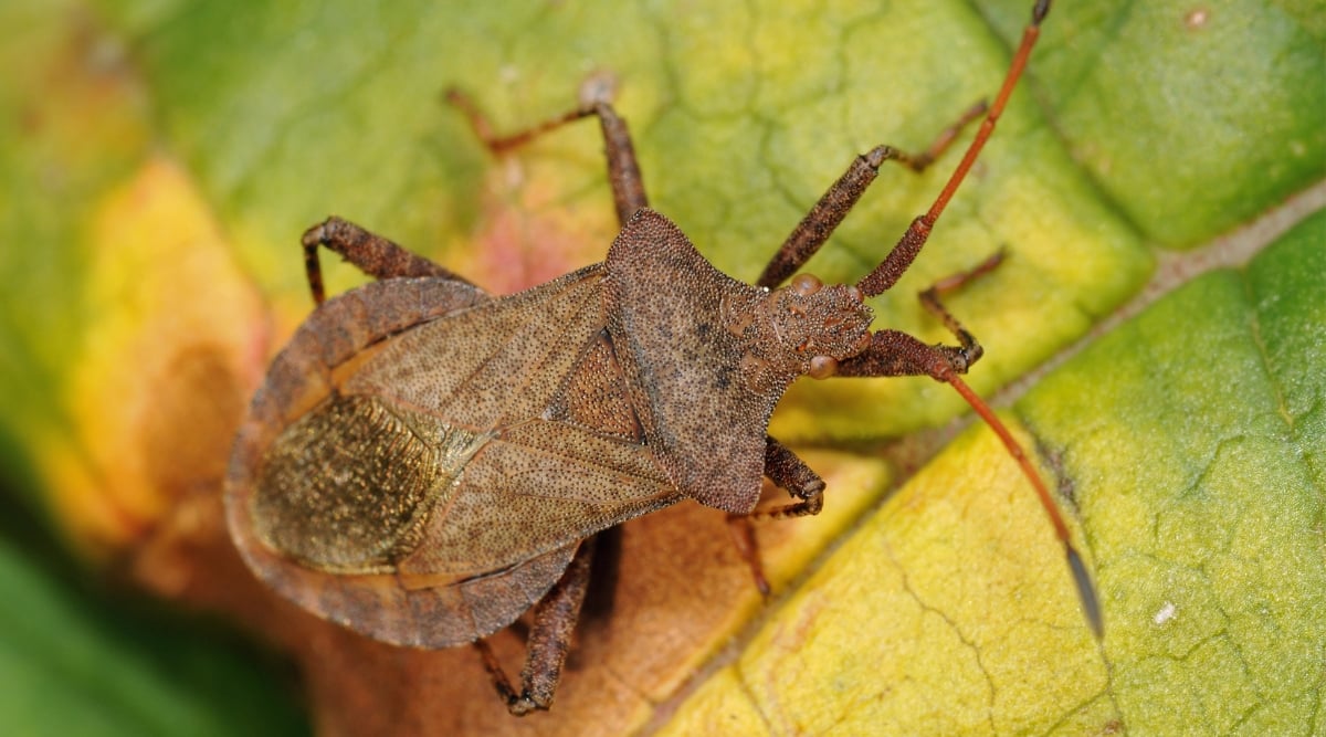 A close-up reveals a Dock Bug, showcasing its intricate exoskeleton and distinctive markings. The bug rests on a weakened, wilted leaf, its vibrant colors contrasting with the leaf's yellowish hues, creating a fascinating microcosm of nature.