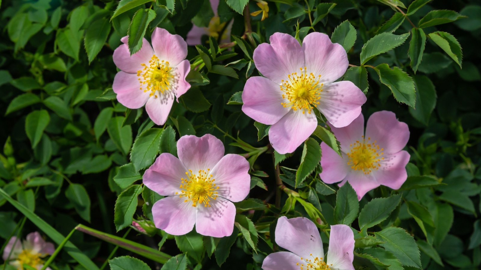 A cluster of Dog Roses with five purple petals encircling a bright yellow center, bloom against a backdrop of lush green leaves. The delicate petals unfurl gracefully, inviting admiration from passersby.