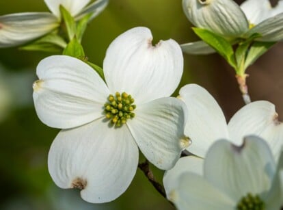 Close up of white dogwood tree in full bloom.