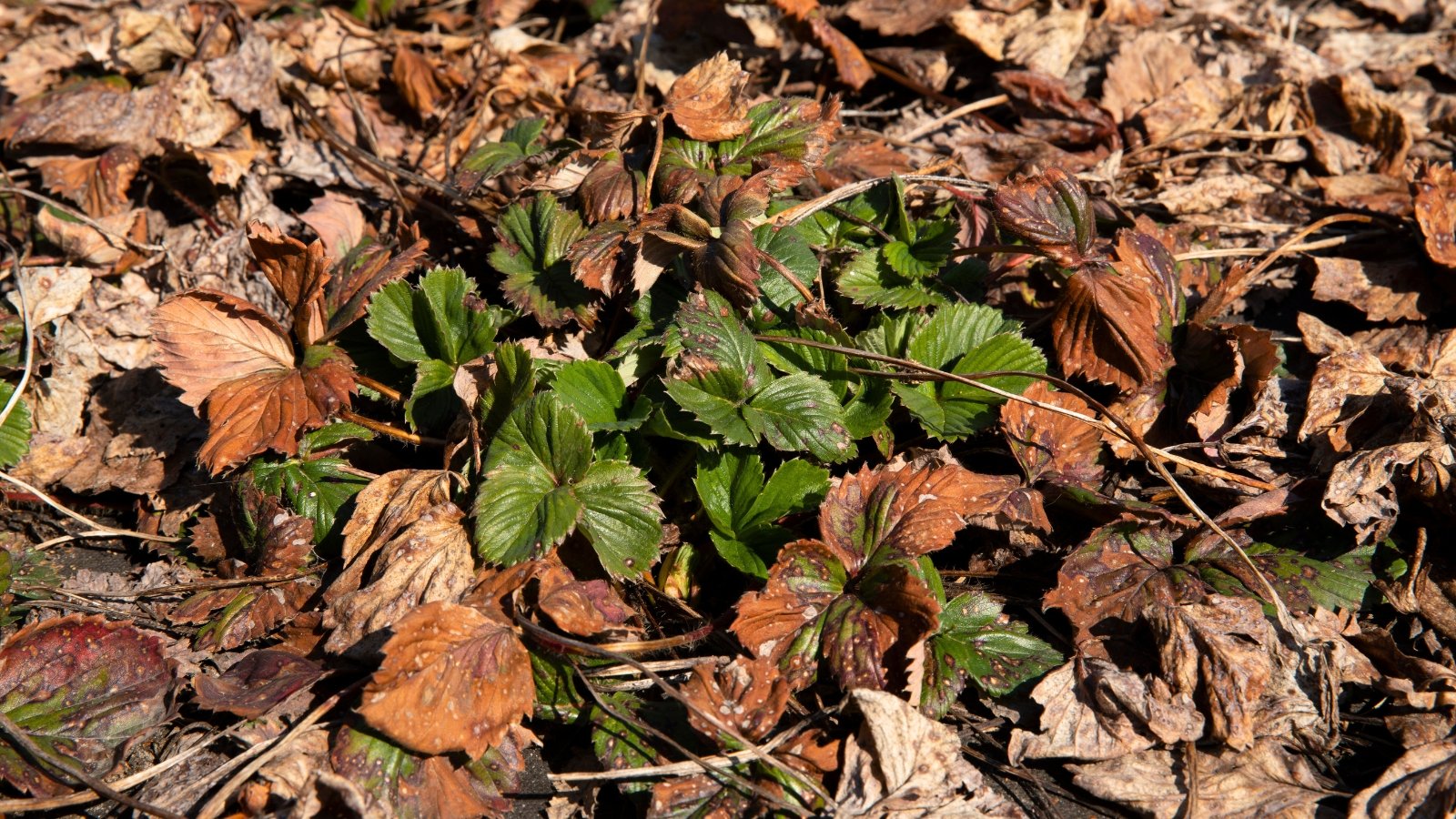 Close-up of a strawberry plant in dormancy state. During dormancy, the strawberry plant sheds its vibrant green foliage, leaving behind bare stems or crowns.