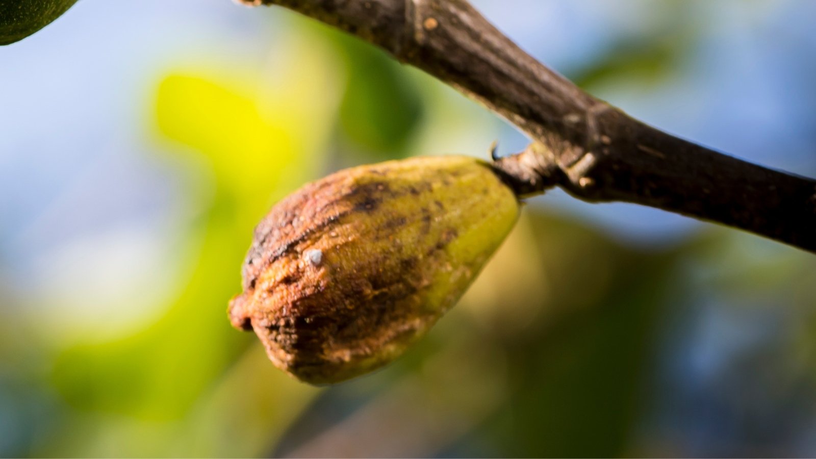 A close-up of a withered fig, its skin wrinkled and darkened, clings to a branch. Despite its decay, the fig's contours retain a haunting beauty, capturing the passage of time in nature's delicate embrace.