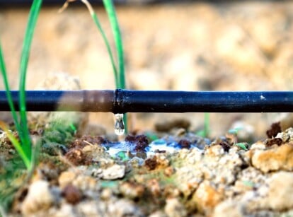 drip irrigation schedule. Close-up of young garlic plants growing in a garden with drip irrigation. The garlic plant displays a distinctive appearance characterized by its upright, slender stalks and elongated, linear leaves. Growing from a bulb buried in the soil, the plant's leaves are a rich green color and have a slightly flattened, strap-like shape. Drip irrigation is a water-efficient system characterized by a network of tubing and emitters that deliver water directly to the base of plants.