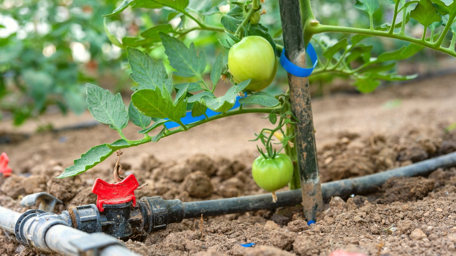 Close-up of a growing tomato plant in a garden with drip irrigation system. The tomato plant showcases a lush display of deep green foliage, featuring alternately arranged leaves with serrated edges along its sturdy stems. The plant produces medium-sized oval fruits with smooth, thin, glossy green skin. The plant is tied to a vertical wooden support.
