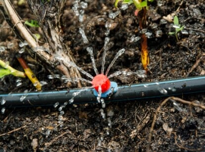 Drip Irrigation to Keep Plants Cool