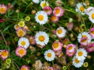 drought tolerant ground cover