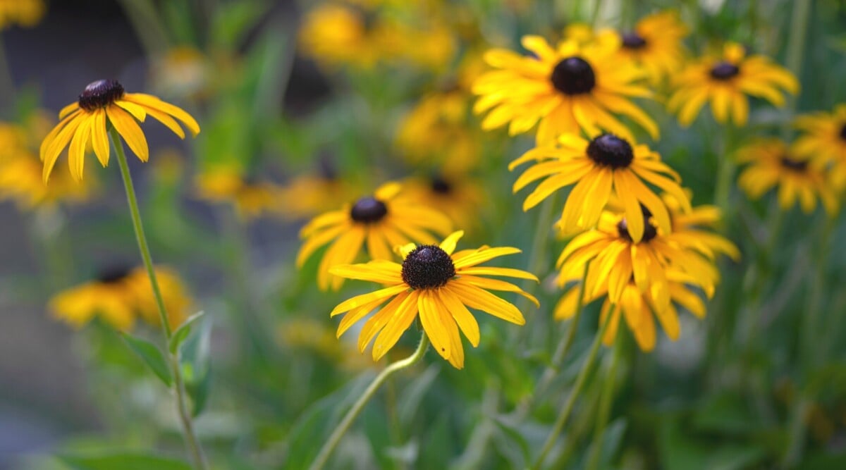 drought tolerant native plants