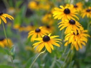 drought tolerant native plants