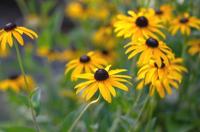 drought tolerant native plants