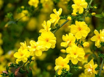 drought tolerant vines