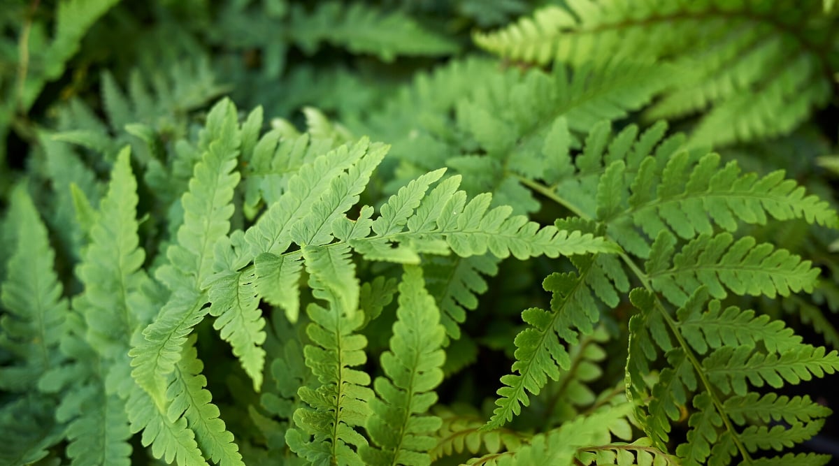 Close-up of the leaves of Dryopteris marginalis, commonly known as marginal wood fern, is a fern species native to North America. The plant forms a group of leaves arising from a central crown or rhizome. The fronds of Dryopteris marginalis are composed of multiple leaflets or pinnae arranged along a central stalk called a rachis. These leaflets are pinnately divided, meaning they are further divided into smaller leaflets known as pinnules. The leaflets of Dryopteris marginalis are lance-shaped or oblong in appearance and have a leathery texture.
