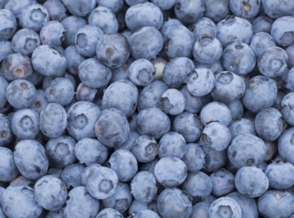 A close-up reveals vibrant duke blueberries, freshly harvested from lush bushes. Their deep blue hues glisten under the light, promising juicy sweetness with every bite. These plump berries are a testament to nature's bounty.