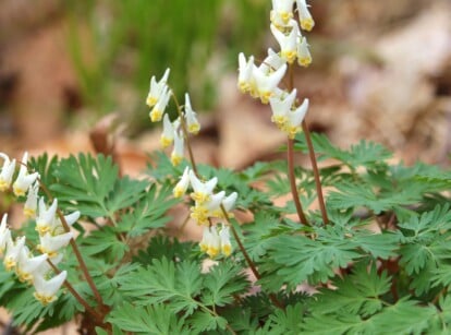 Close-up of a flowering Dutchmans breeches (Dicentra cucullaria) plant in a sunny garden. The plant features finely dissected, fern-like leaves that form a basal rosette close to the ground. Rising on slender stems, the unique white flowers resemble upside-down pantaloons or breeches, with two elongated spurs pointing downward.