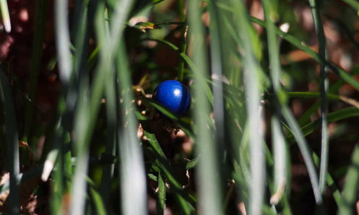 Dwarf lily-turf fruiting