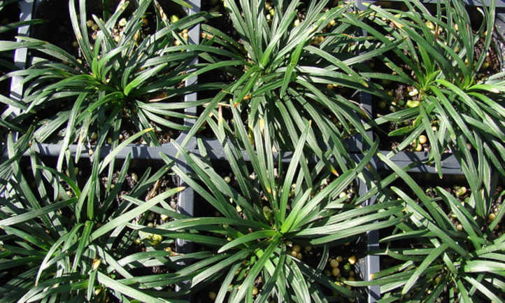 Dwarf lilyturf seedlings