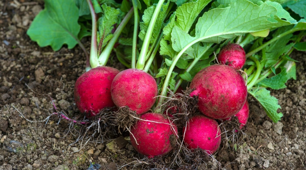 Close-up of ripe roots of an Early Scarlet Globe radish lying on the soil in a garden. Radishes have rounded hard roots covered with pink-red skin. The leaves are green, oval, slightly lobed.