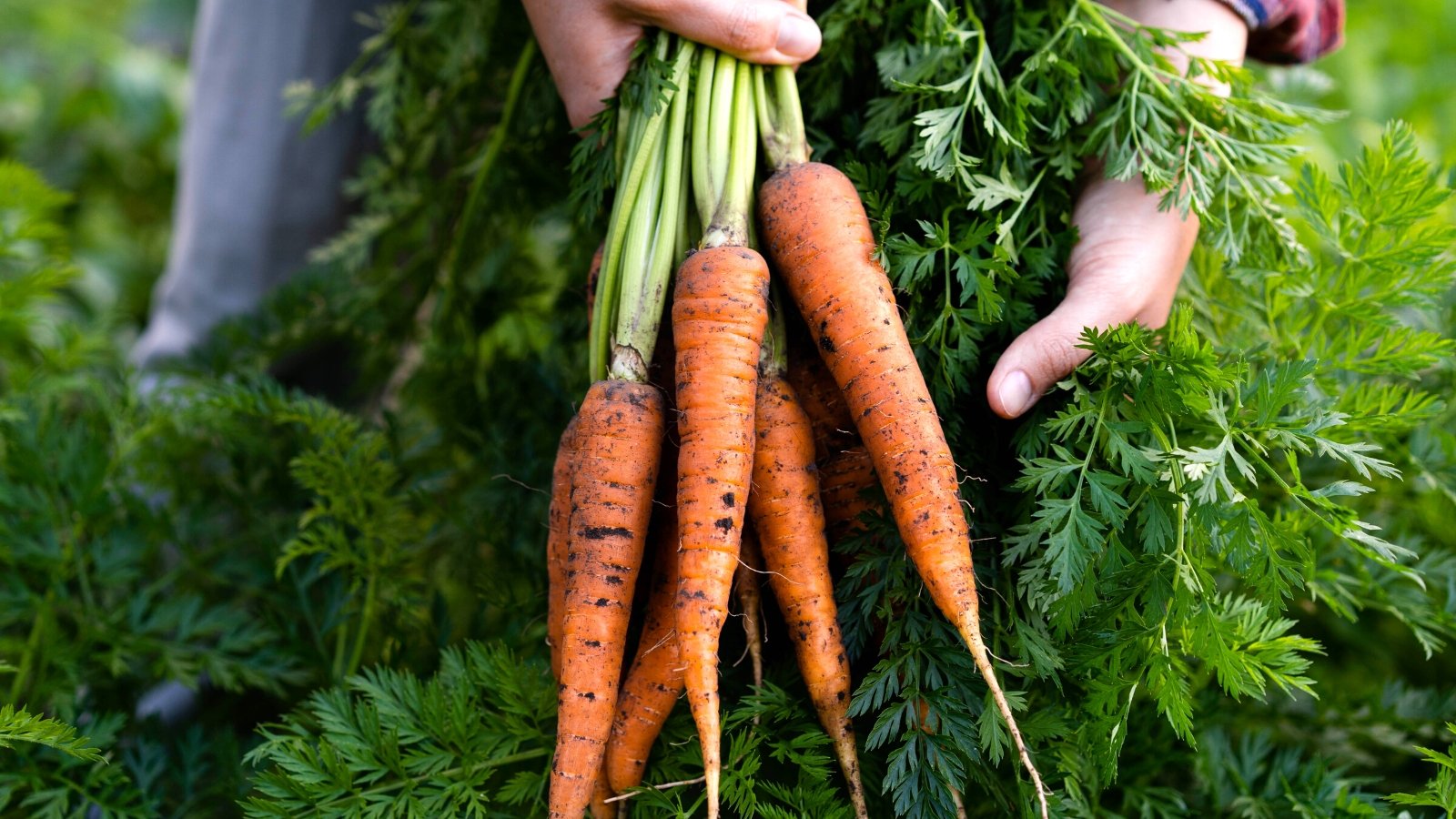 Carrots are one of the early spring vegetables. Close-up of a gardener holding a freshly picked bunch of carrots in the garden. Carrots have a slender, cylindrical shape with tapered ends, featuring vibrant orange skin. Their surface is smooth and slightly textured with fine root hairs. The leafy green tops are feathery and lush, contrasting beautifully with the bright hue of the root.