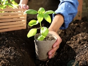 Earth Day gardening. Close-up of a woman's hand planting a young basil seedling in a peat pot into the soil. The gardener is wearing a blue shirt. The basil seedling has vibrant green leaves that are smooth, glossy, and tender. These leaves are oval-shaped with a pointed tip and serrated edges, arranged in pairs along the stem.