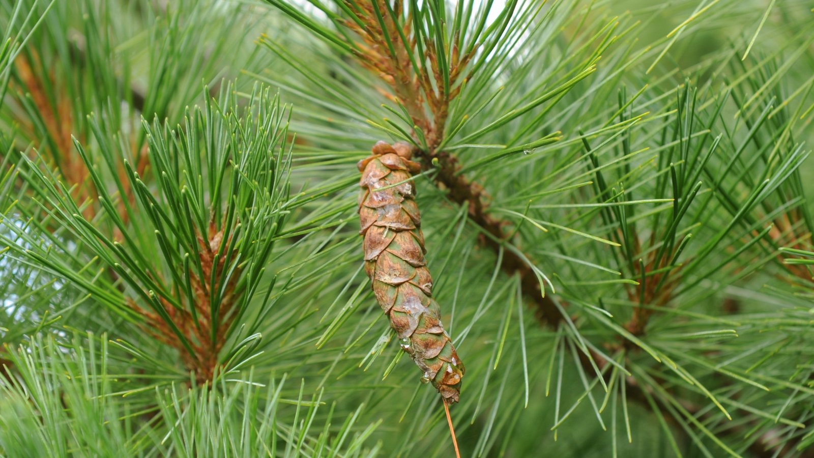 A close-up of an Eastern White pine tree, emphasizing its slender needles and textured pine cones, capturing the intricate beauty of nature's design in this coniferous specimen.