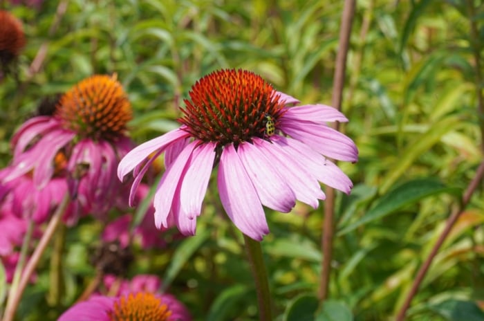 easy native plants. Close-up of a blooming Echinacea in a sunny garden. A small beetle, Diabrotica undecimpunctata, sits on a flower. The coneflower flower consists of a cone-shaped copper-colored center surrounded by pink-purple petals.