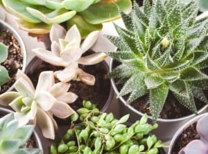 Close-up of different types of easy succulents in pots on a white surface. There are succulents such as Lace aloe, Ghost-plant, String of Beads, Echeveria, Pachyphytum longifolium, Echeveria Purple Pearl.