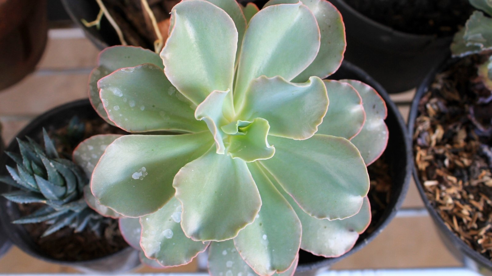 Close-up of Echeveria 'Berkeley Light Variegated' in a black pot. Echeveria ‘Berkeley Light Variegated’ enchants with its exquisite rosettes of succulent leaves. The leaves boast a delicate variegation of creamy white and pale green, creating a soft, luminous glow. Their fleshy texture adds to their allure, while subtle ridges and ruffled edges impart a sense of grace.