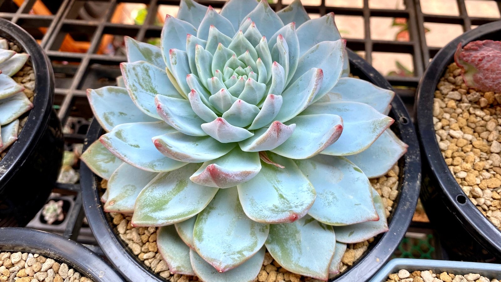 Close-up of Echeveria 'Blue Bird' in a large sulfur pot with a layer of decorative pebbles on top of the soil. Echeveria ‘Blue Bird’ captivates with its striking rosettes of succulent leaves, each adorned in a stunning array of blue-green hues. The leaves exhibit a powdery coating that enhances their ethereal appearance, while delicate pink highlights add a subtle touch of warmth.