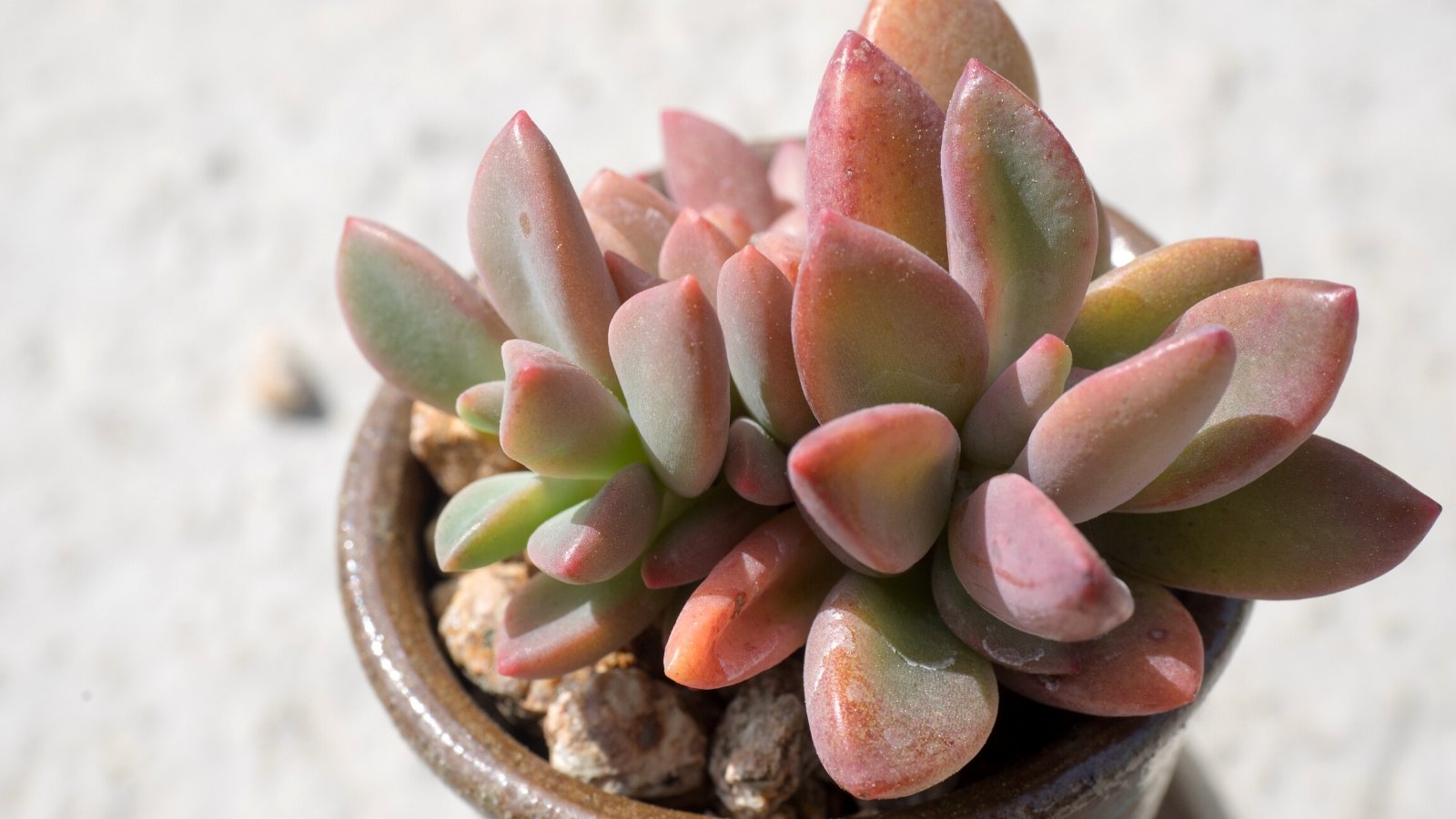 Close-up of potted Echeveria ‘Cinderella’ against a blurred background. Echeveria ‘Cinderella’ enchants with its delicate rosettes of succulent leaves, each a graceful blend of soft pastel hues. The leaves showcase a subtle gradient, transitioning from pale blue-green at the center to blush pink at the edges. Arranged in symmetrical spirals, these leaves form a compact and enchanting rosette.