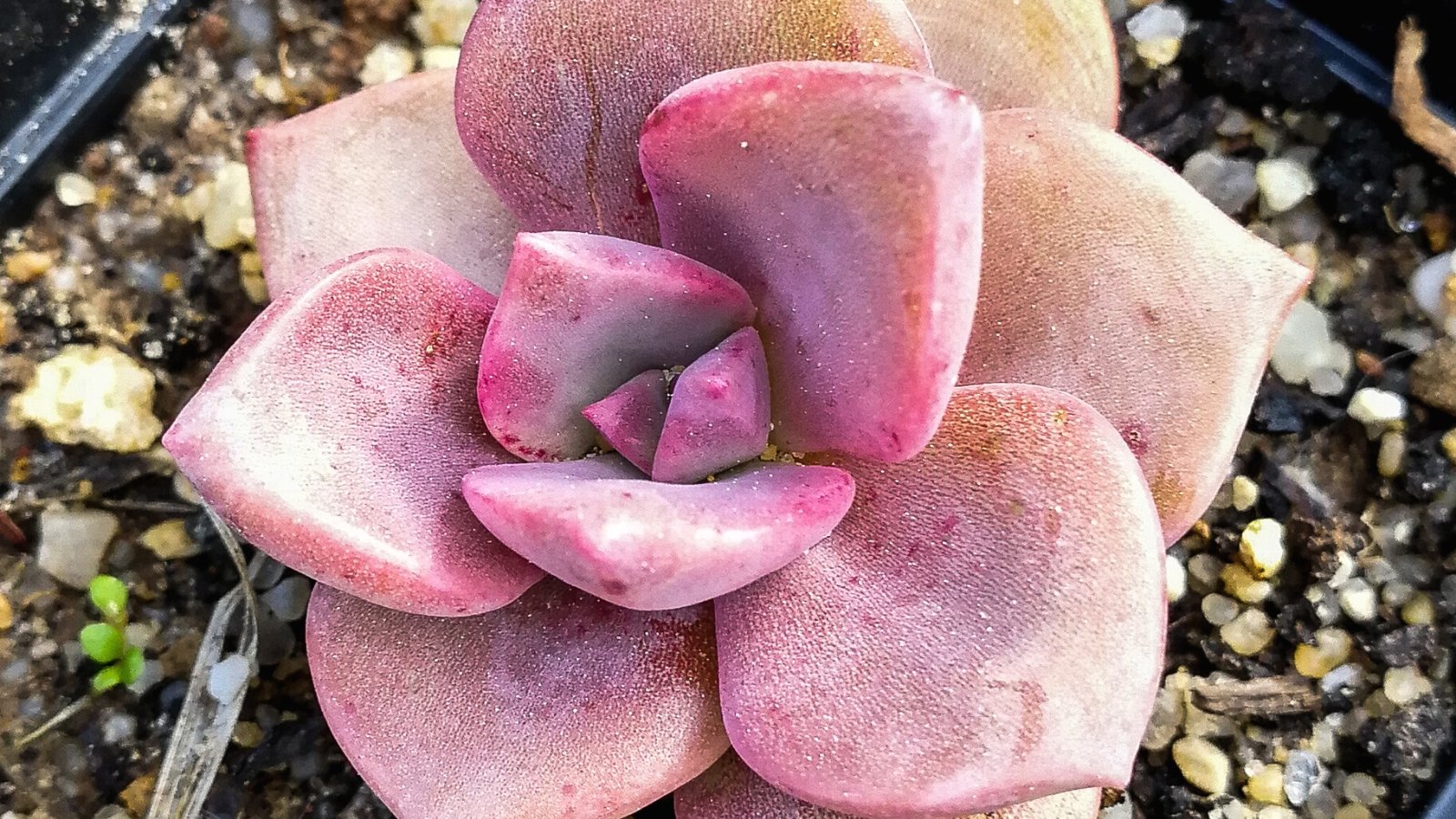 Close-up of potted Echeveria ‘German Champagne’. It is an enchanting succulent, distinguished by its compact rosettes of pale, peach leaves with delicate purple-pink edges. The leaves are thick and fleshy, forming a tight cluster that resembles a miniature bouquet. Each leaf has a powdery coating, giving it a soft, velvety texture.