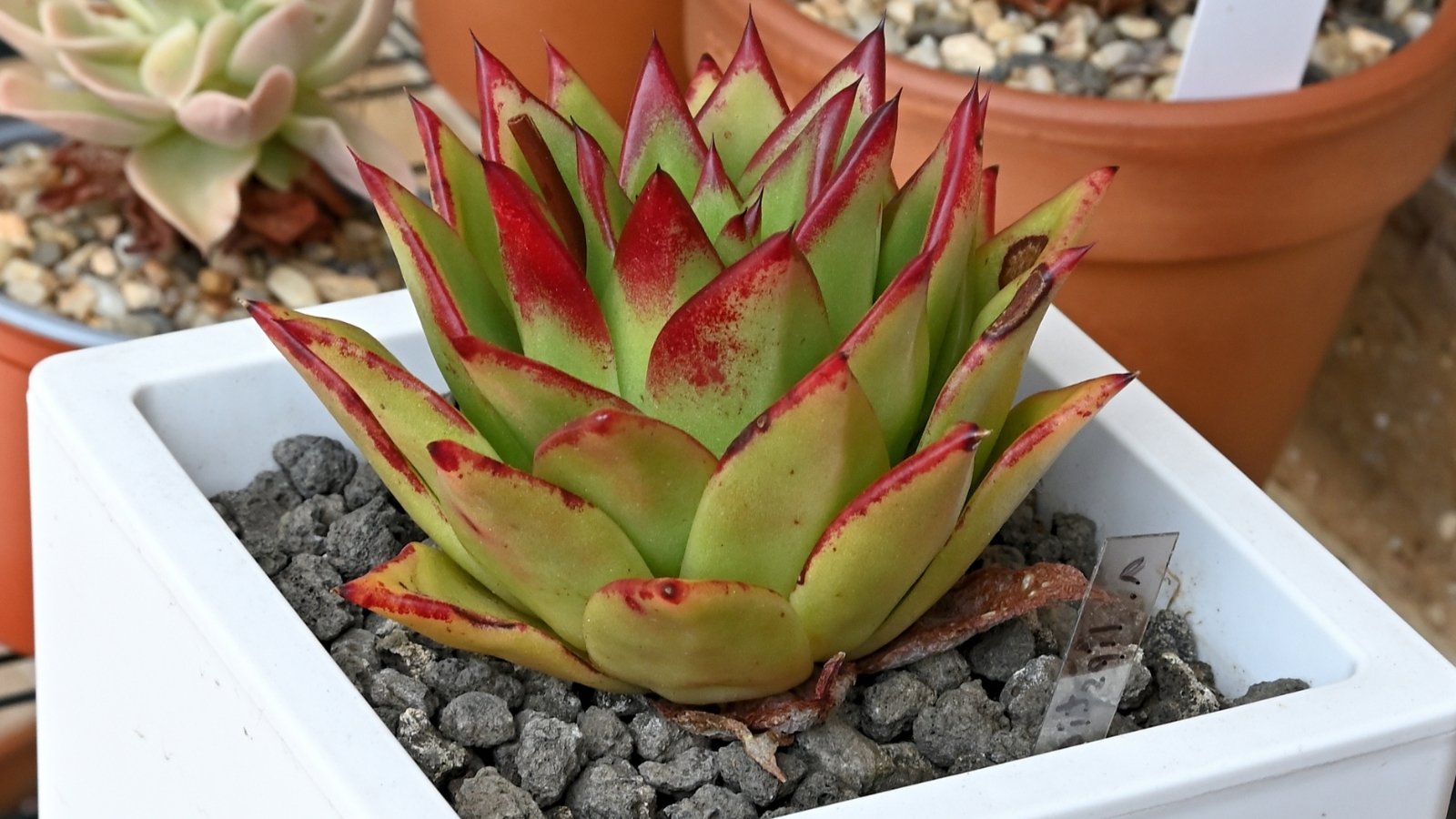 Close-up of Echeveria agavoides ‘Lipstick’ in a white pot with a layer of gray pebbles. Echeveria agavoides ‘Lipstick’ is a striking succulent, characterized by its compact rosettes of pointed, triangular leaves that range from vibrant green to reddish-pink, resembling the hue of lipstick. The leaves feature prominent red tips that intensify in color when exposed to sunlight.