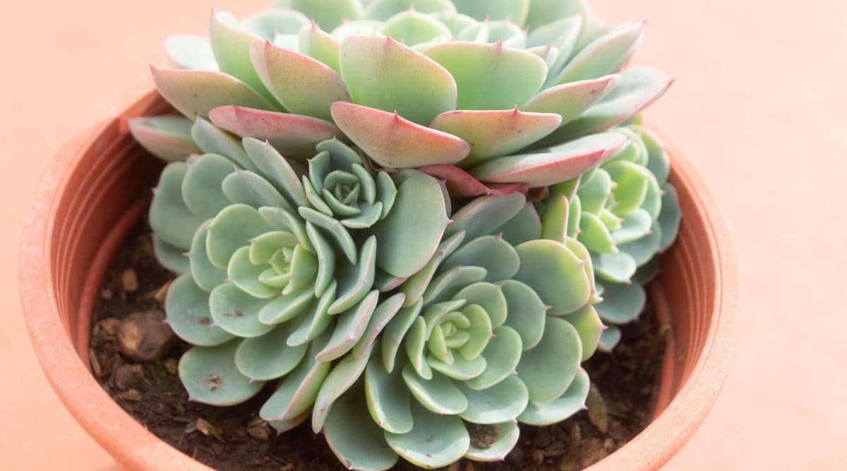 Hens and Chicks Succulent Close up