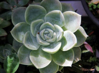 Echeveria elegans