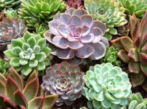 Close-up of echeveria varieties. Echeveria plants captivate with their mesmerizing rosettes of thick, fleshy leaves arranged in perfect symmetry. Each leaf boasts a unique blend of colors, ranging from muted pastels to vibrant hues, adorned with delicate powdery coatings or subtle textures. The leaves form tight spirals, creating a stunning architectural pattern.