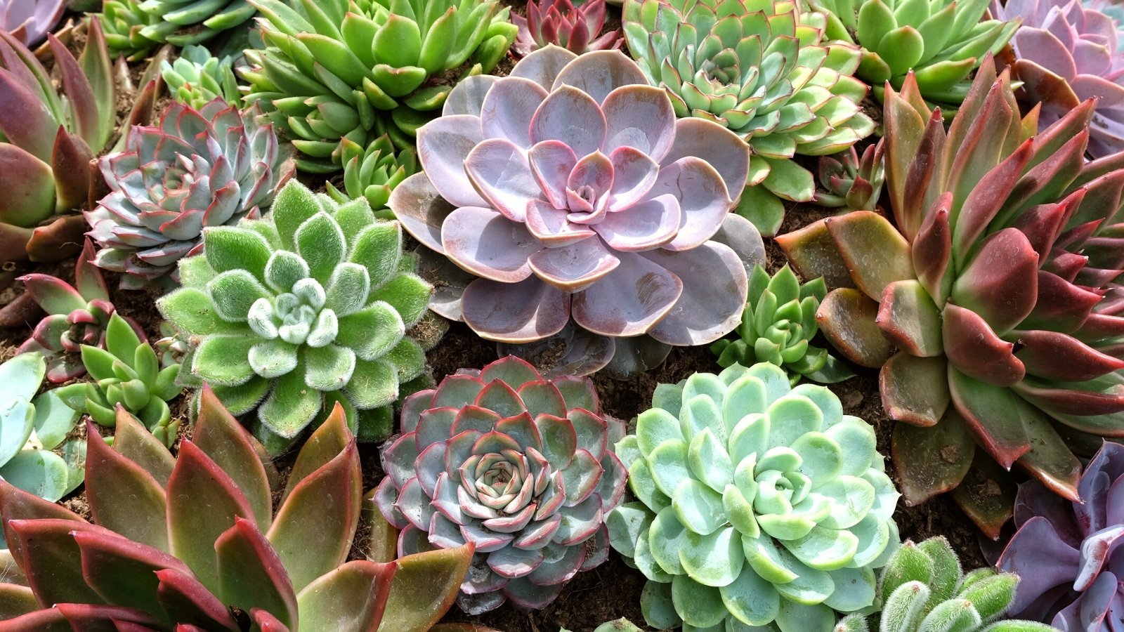 Close-up of echeveria varieties. Echeveria plants captivate with their mesmerizing rosettes of thick, fleshy leaves arranged in perfect symmetry. Each leaf boasts a unique blend of colors, ranging from muted pastels to vibrant hues, adorned with delicate powdery coatings or subtle textures. The leaves form tight spirals, creating a stunning architectural pattern.