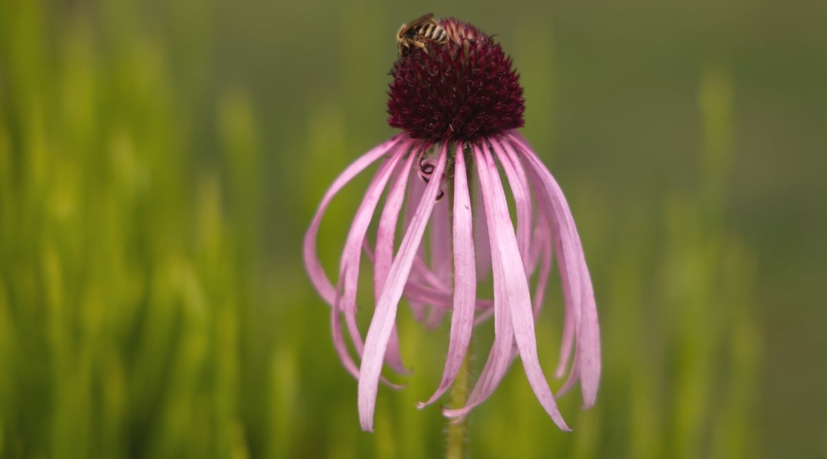 Close-up of an Echinacea pallida flower on a blurred green background. Echinacea pallida has a daisy-like flower with pale purple petals and a cone-shaped center. The petals are thin and hang down, creating an elegant and delicate look. The cone-shaped maroon center is surrounded by long thin bracts.