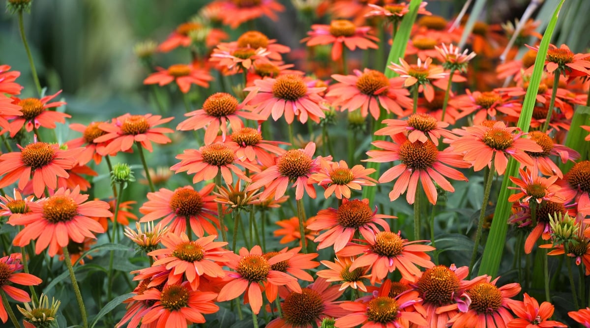 A group of Echinacea purpurea flowers in a shade of bright red-orange color with brownish-orange centers, among tall grass.