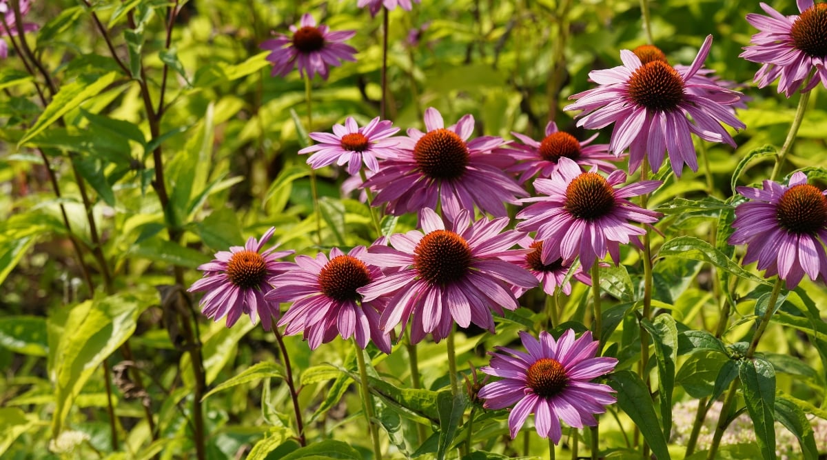 Close-up of Echinacea purpurea flowering plants in a sunny garden. Echinacea purpurea, commonly known as purple coneflower, is a perennial herbaceous plant native to North America. The plant has upright growth. It has lanceolate leaves that are dark green in color with a rough texture. The leaves are arranged in an alternating pattern along the stems and have serrated edges. Echinacea purpurea produces attractive flowers with bright purple petals and a distinctive cone-shaped centre. The petals are arranged around the center in a radiant pattern, giving the appearance of a daisy.