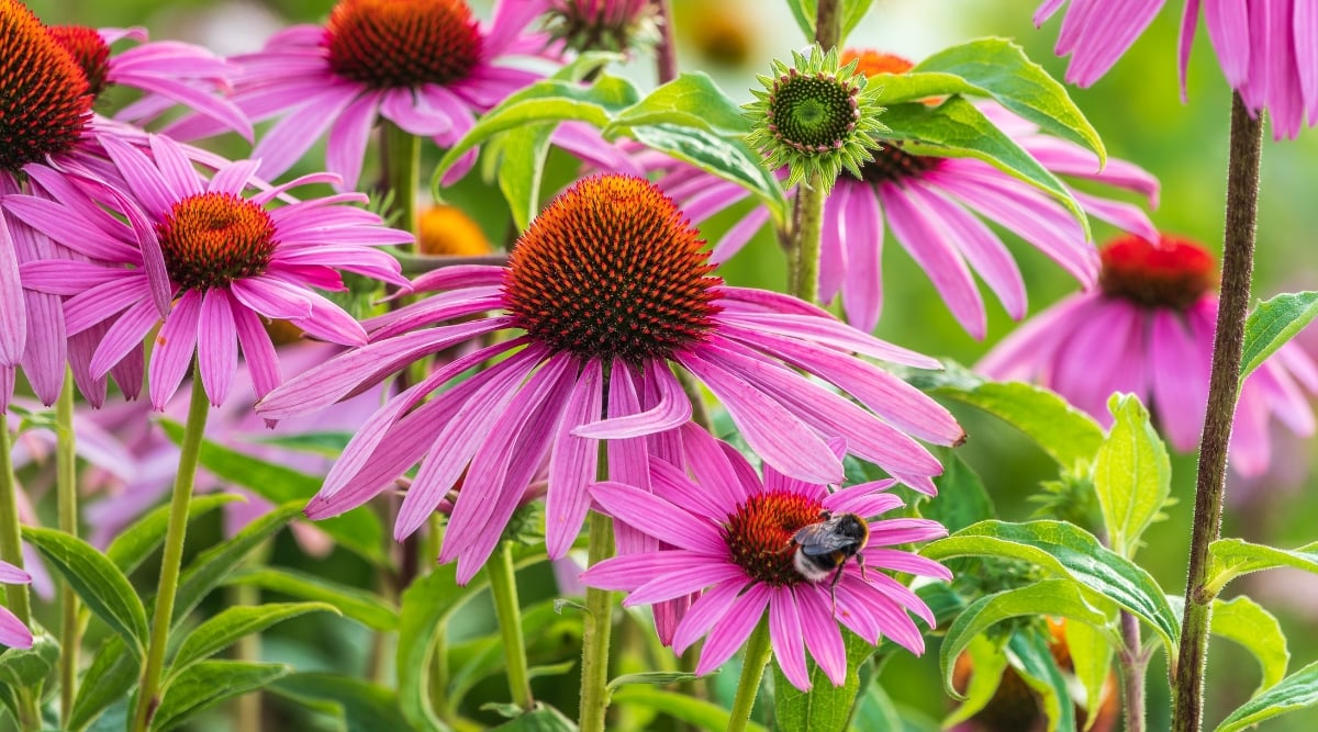 Close-up of blooming Echinacea in a garden against a blurred green background. The plants feature sturdy stems topped with large, daisy-like flowers characterized by prominent raised central cones surrounded by purple petals.