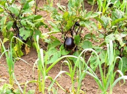 eggplant companion plants