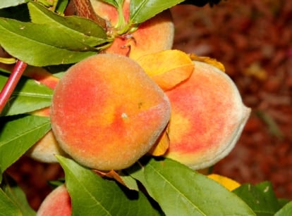 A close-up captures the vivid hues of ripe 'Elberta' peaches surrounded by lush green leaves. Bathed in sunlight, the peaches gleam with a golden blush, enticing with promises of juicy sweetness and the essence of summer orchards.