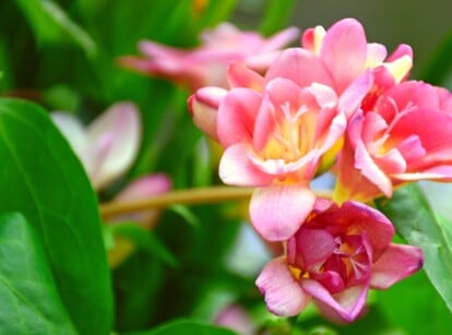 A close-up reveals the intricate beauty of freesia flowers, showcasing delicately layered petals in a captivating shade of pink. The lush green leaves complement the soft pink hues, adding a touch of natural elegance.