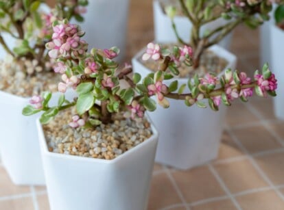 Elephant Bush in Pots on Tile Counter