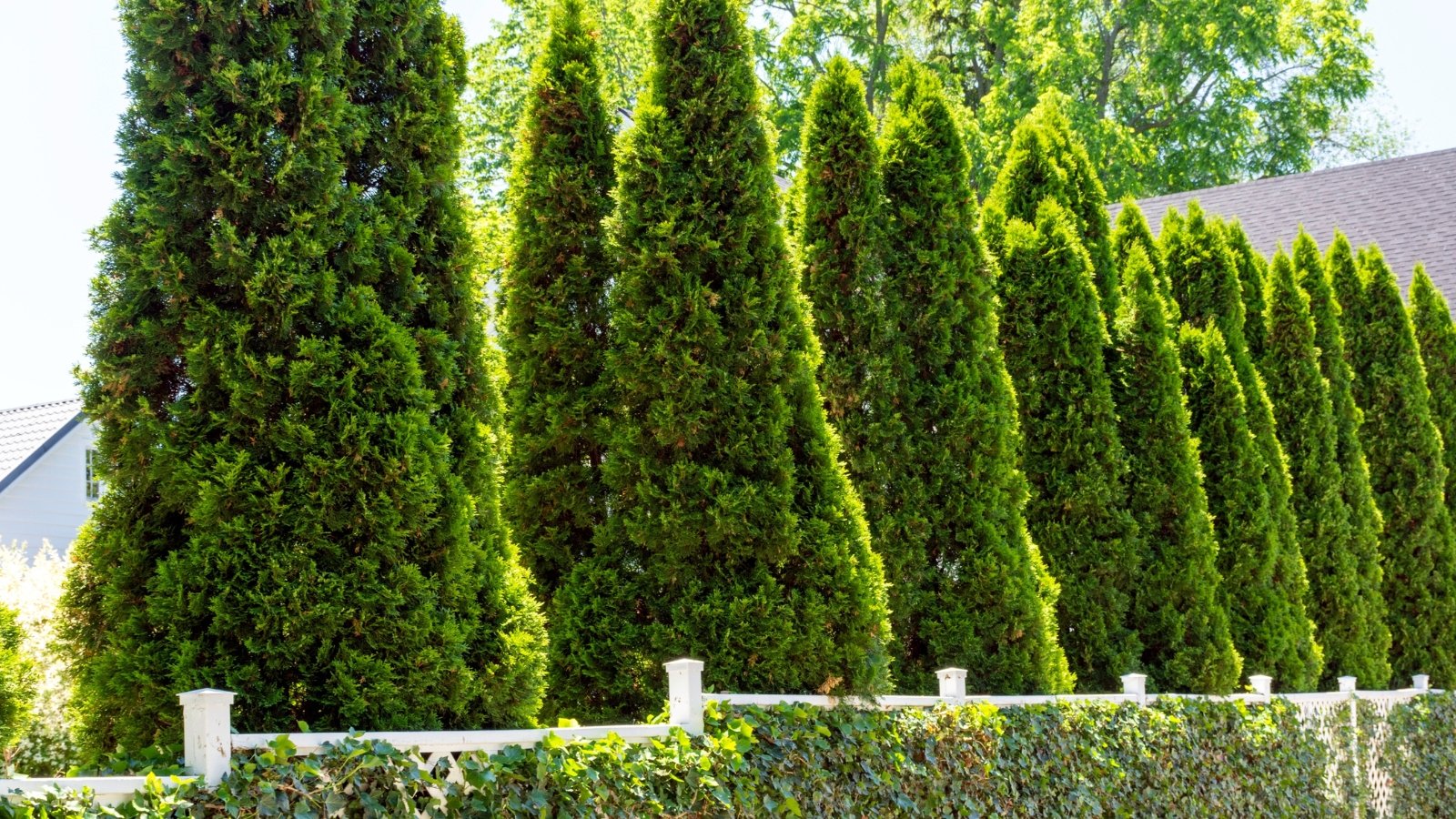 A close-up of Emerald cedar evergreen trees, their vibrant green foliage forms a striking contrast against the blue sky, showcasing meticulous upward pruning that accentuates their elegant and slender shape in the garden landscape.