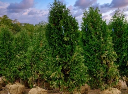 Tall and lush ‘Emerald Green’ arborvitae shrubs stand gracefully, their verdant foliage catching the sunlight. Against the backdrop of a cloudy sky, they create a serene and picturesque scene, blending nature's hues harmoniously.