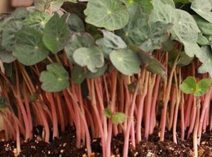 Empress Of India Nasturtium Microgreens