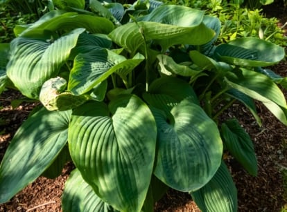 Empress Wu hosta stands tall, its sturdy stems adorned with colossal, deeply ribbed green leaves, graced by elegant spikes of lavender blossoms.