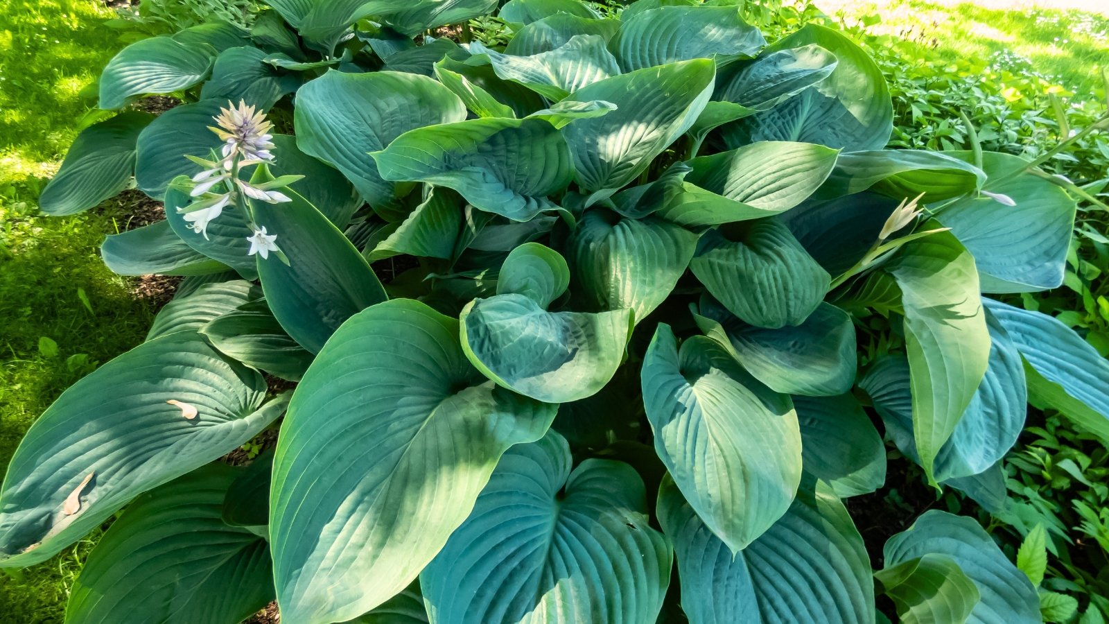 Close-up of Empress Wu hosta stands majestically in the garden, boasting colossal, deeply veined green leaves and occasionally adorned with tall spikes of pale lavender almost white flowers.